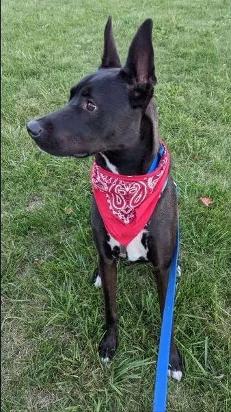 I think he looks like a Boy Scout when he wears a bandana