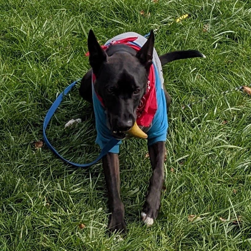 Atlas, a mostly black pit bull/husky/german shepherd mix, lays on some grass. He's wearing a grey and blue sweatshirt and a red bandana, and has a pear in his mouth.