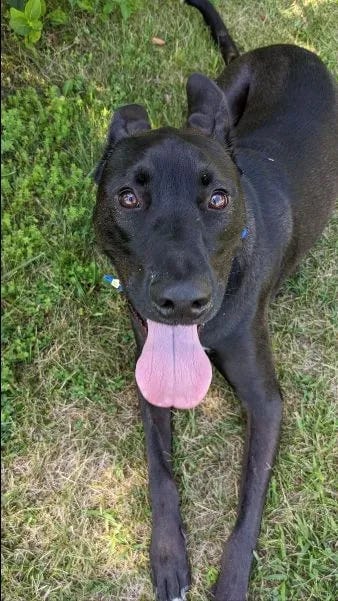 Atlas, a mostly black pit bull/husky/german shepherd mix, lays on some grass. His tongue is out and he's looking directly up at the camera