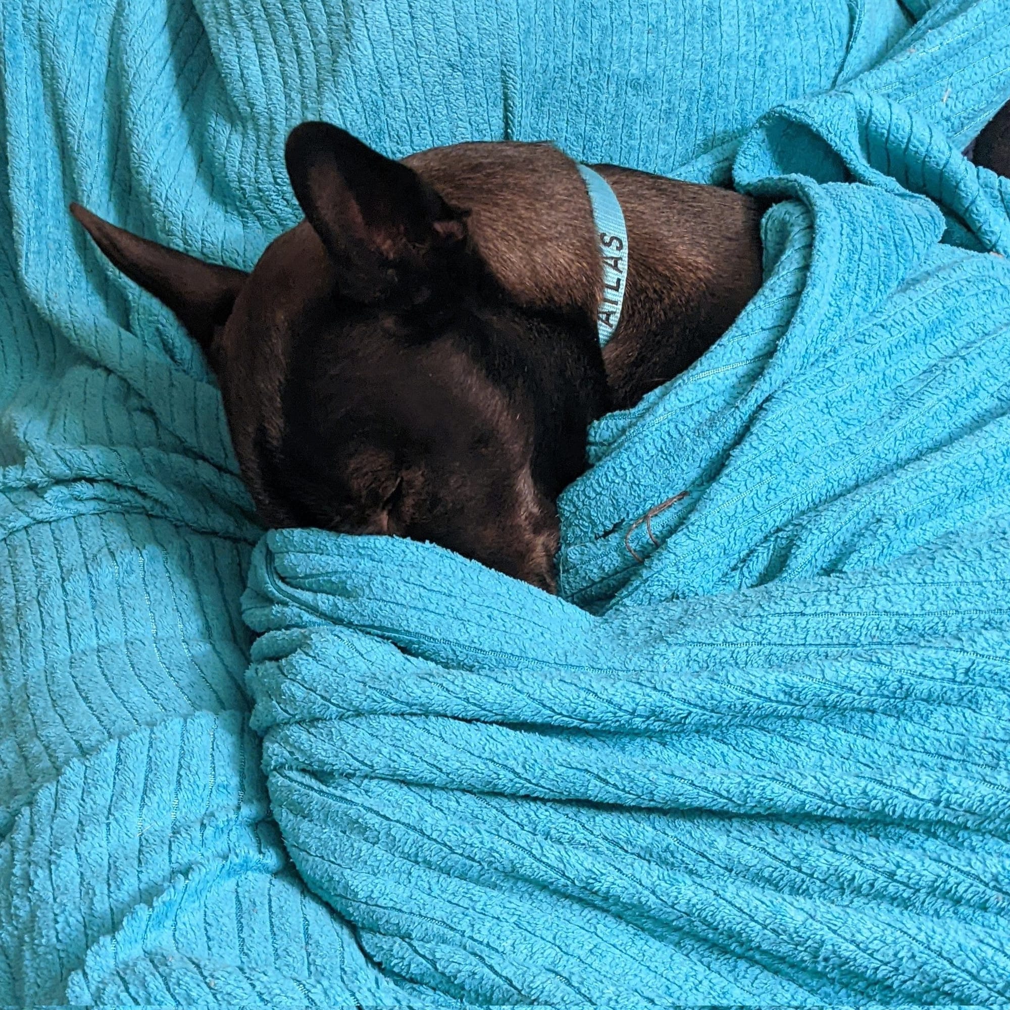 Atlas, a mostly black pit bull/husky/german shepherd mix, lies curled up under a bright turquoise blanket. His neck and head are sticking out, but he's tucked his nose into a fold of the blanket.